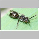 Nomada sp - Wespenbiene 20 3-4mm OS-Hellern-Waldwiese-mit sandigem Bachufer.jpg